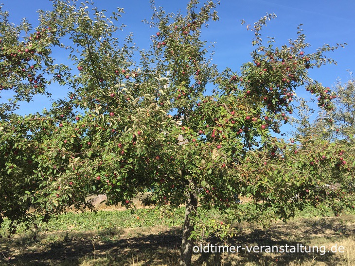 Apfelbaum Herbst 2018